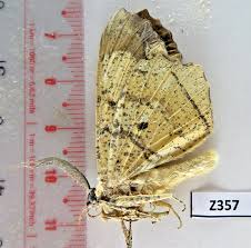 Attēlu rezultāti vaicājumam “Arctiidae”