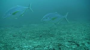 Image result for Pseudocaranx dentex