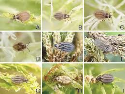 Attēlu rezultāti vaicājumam “Acalypta carinata”
