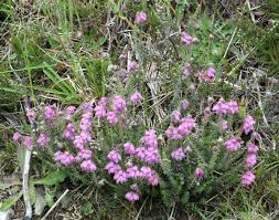 Attēlu rezultāti vaicājumam “Erica tetralix leaf”