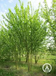 Attēlu rezultāti vaicājumam “Acer campestre”