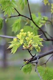 Attēlu rezultāti vaicājumam “Acer platanoides flower”