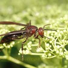 Attēlu rezultāti vaicājumam “Polistes”