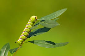 Image result for hawk moth