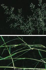 Attēlu rezultāti vaicājumam “Agrostis canina”