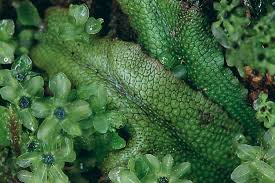 Attēlu rezultāti vaicājumam “Conocephalum”