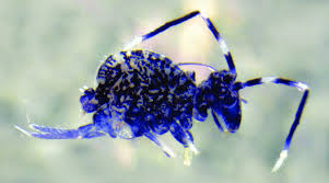 Attēlu rezultāti vaicājumam “Ptenothrix sp.”