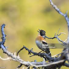 Image result for Fringilla montifringilla