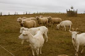 Image result for Teamsheep