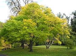 Attēlu rezultāti vaicājumam “Cladrastis kentukea”
