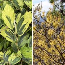 Attēlu rezultāti vaicājumam “Hamamelis virginiana”
