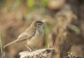 Image result for Hippolais caligata