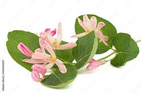 Attēlu rezultāti vaicājumam “Lonicera tatarica bud”