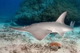 Image result for Rhynchobatus djiddensis