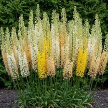 Image result for Steppenkerze