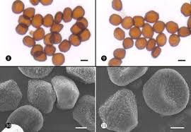 Attēlu rezultāti vaicājumam “Anthracoidea”