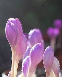 Attēlu rezultāti vaicājumam “Colchicum autumnale”
