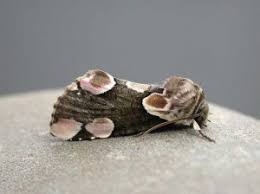 Attēlu rezultāti vaicājumam “Thyatira batis larva”