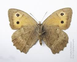 Attēlu rezultāti vaicājumam “Hyponephele lycaon female”