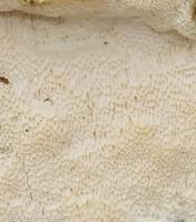 Attēlu rezultāti vaicājumam “Cinereomyces lindbladii”