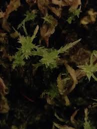 Attēlu rezultāti vaicājumam “Sphagnum magellanicum”