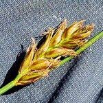 Attēlu rezultāti vaicājumam “Blysmus compressus fruit”