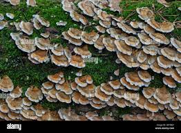 Attēlu rezultāti vaicājumam “Plicaturopsis crispa”