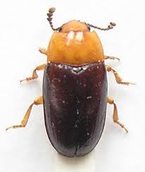 Attēlu rezultāti vaicājumam “Triplax russica”