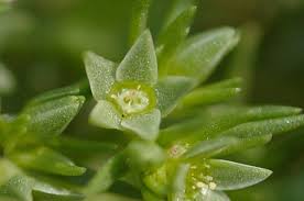 Attēlu rezultāti vaicājumam “Scleranthus annuus flower”