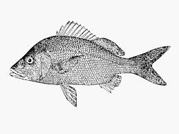 Image result for Haemulon album