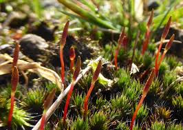 Attēlu rezultāti vaicājumam “Polytrichum piliferum”