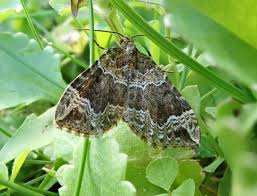 Attēlu rezultāti vaicājumam “Lampropteryx suffumata”