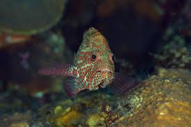 Image result for Cephalopholis cruentata