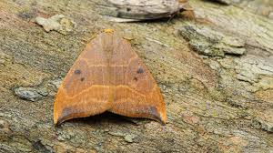 Attēlu rezultāti vaicājumam “Watsonalla binaria”