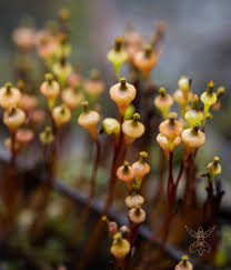 Attēlu rezultāti vaicājumam “Splachnum ampullaceum sporophyte”
