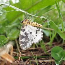 Attēlu rezultāti vaicājumam “Abraxas grossulariata”