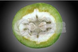 Attēlu rezultāti vaicājumam “Juglans x sinensis fruit”