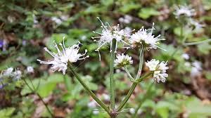 Attēlu rezultāti vaicājumam “Sanicula europaea”