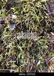 Attēlu rezultāti vaicājumam “Callicladium haldanianum”