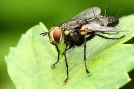 Attēlu rezultāti vaicājumam “Diprionidae”