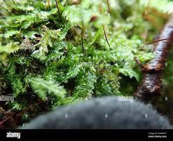 Attēlu rezultāti vaicājumam “Plagiothecium denticulatum”