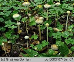 Attēlu rezultāti vaicājumam “Protostropharia alcis”