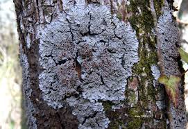 Attēlu rezultāti vaicājumam “Cribraria rubiginosa”