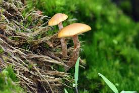 Attēlu rezultāti vaicājumam “Leocarpus sp.”