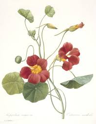 Image result for Tropaeolum majus