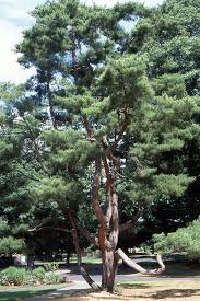 Attēlu rezultāti vaicājumam “Pinus”