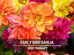 Image result for Dahlia x pinnata `Decorative Giants`