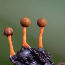 Attēlu rezultāti vaicājumam “Physarum psittacinum stalked”