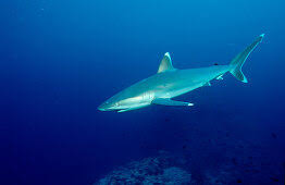 Image result for Carcharhinus albimarginatus