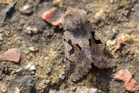 Attēlu rezultāti vaicājumam “Orthosia gothica”